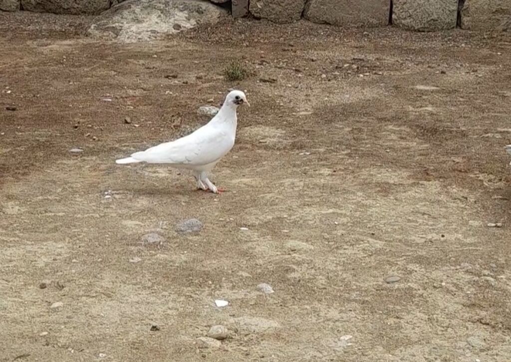 3 cu 10 azn tutulmadi 3 de — Göyərçin, Bakı (3)