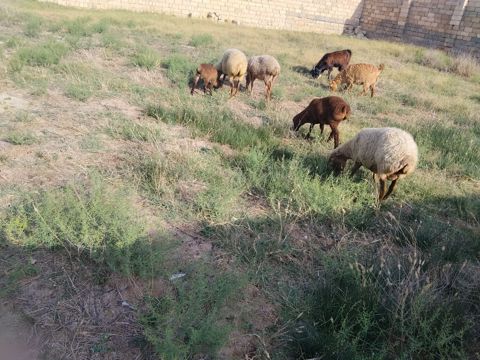Salam qoynara anblad balsn bir Erkey bir disdi cepsderde saatlr — Fatmayı