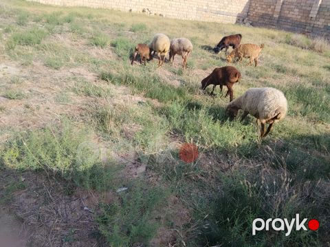 Salam qoynara anblad balsn bir Erkey bir disdi cepsderde saatlr — Fatmayı