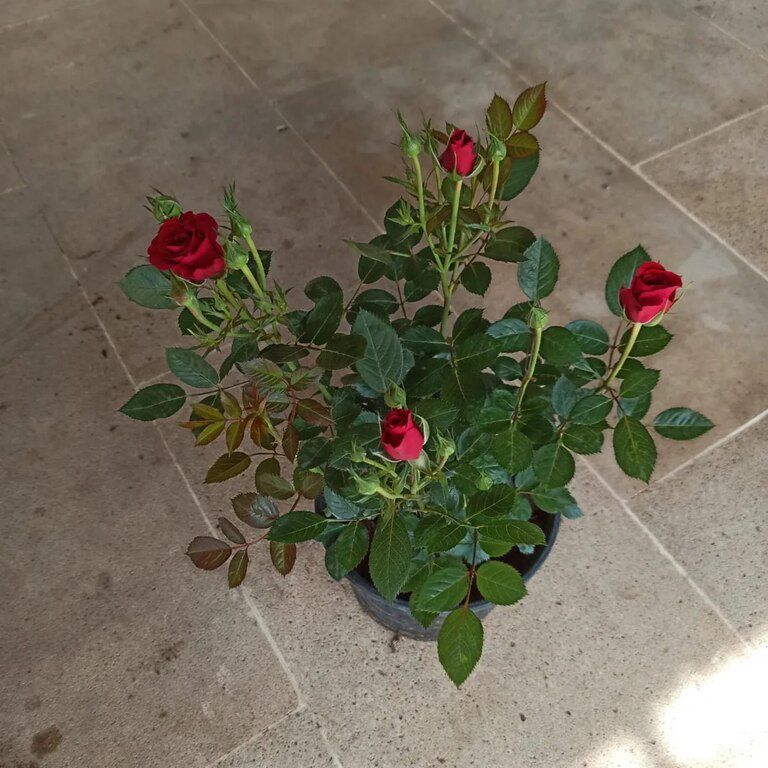 Qızılgül — Bitkilər, Bakı (6)