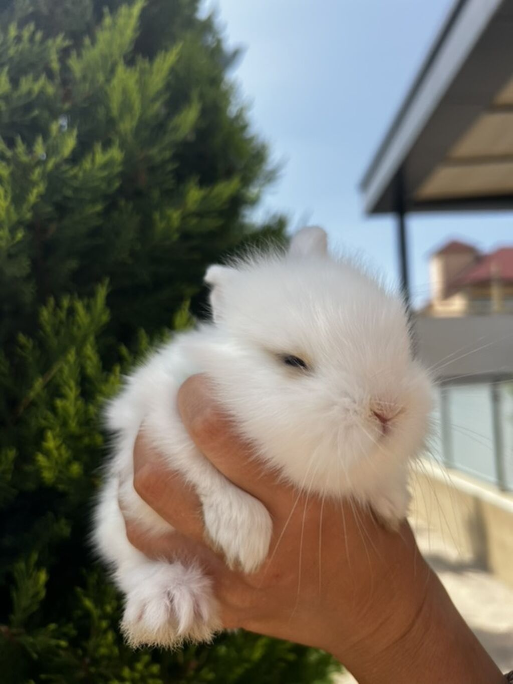 1 aylıq balaca Hazırda məndə bu çox şirin dovşanım var Çox şirin — Dovşanlar, Digah (4)