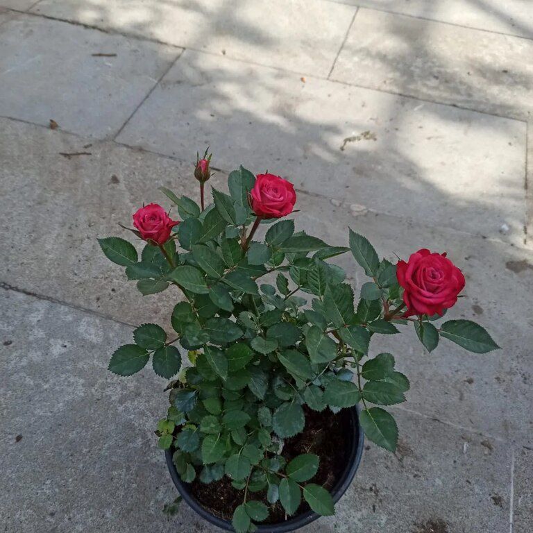 Qızılgül — Bitkilər, Bakı (2)