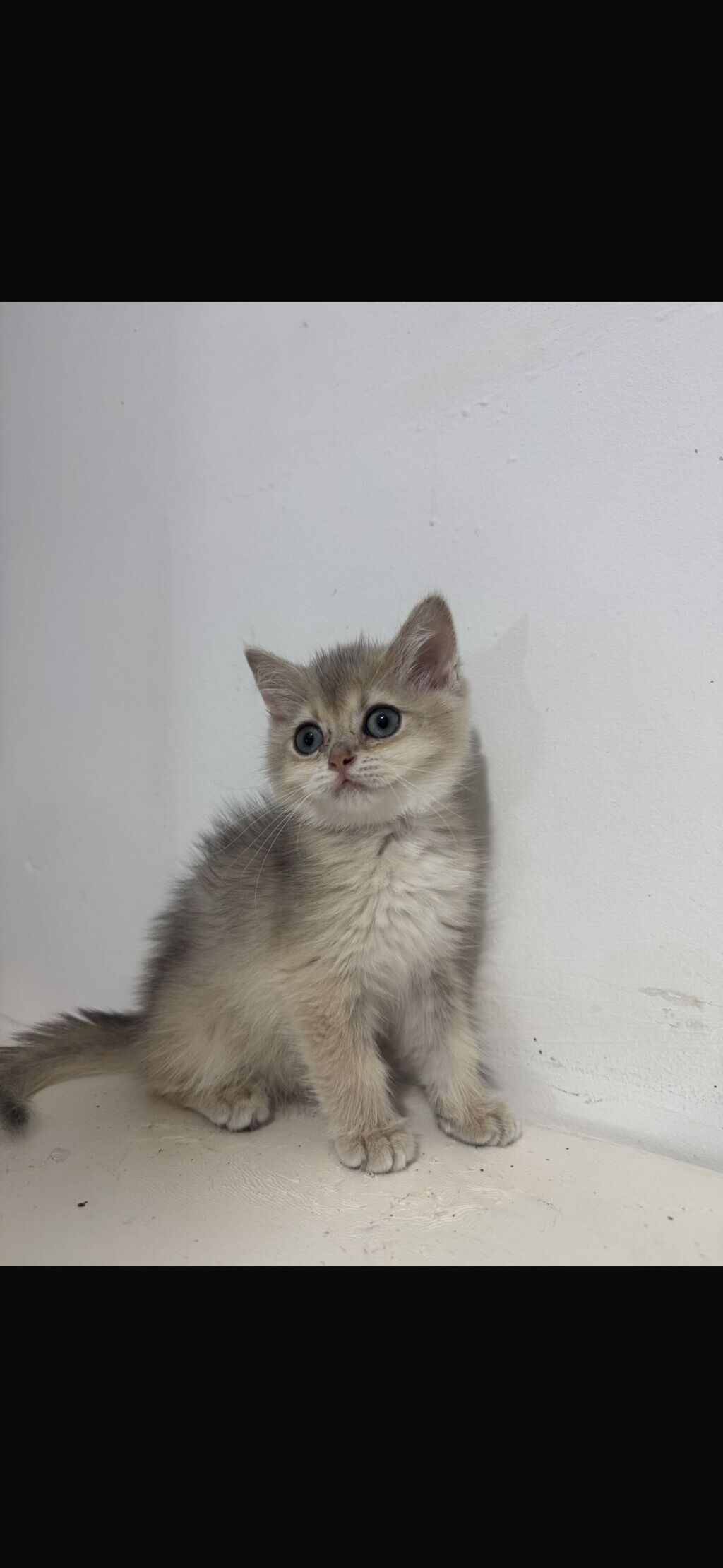 Şinşilla, Erkək, Yaxşı əllərə, Ünvandan götürmə — Pişiklər, Mehdiabad (3)