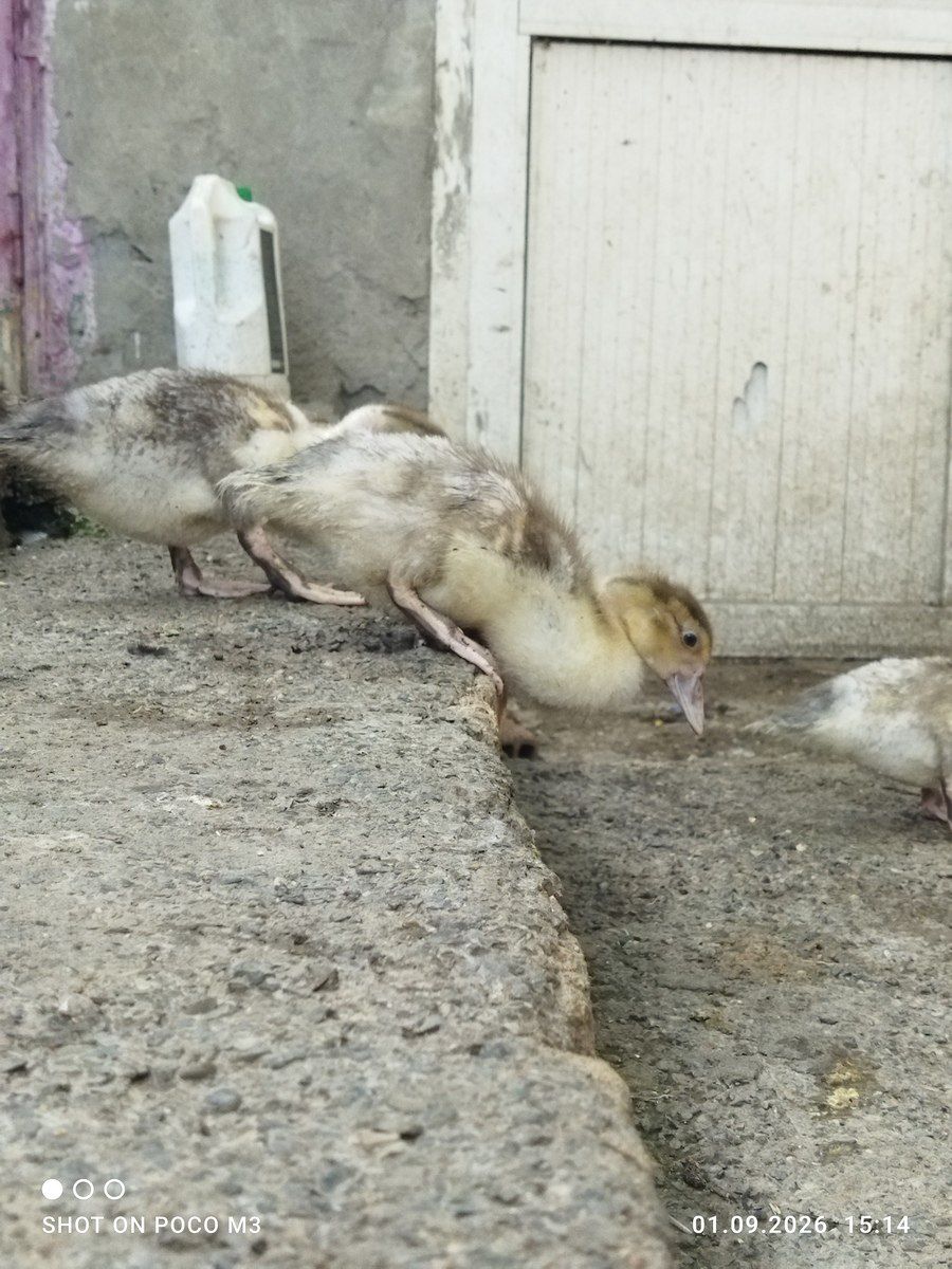 Ördəklər — Quşlar, Bakı (9)