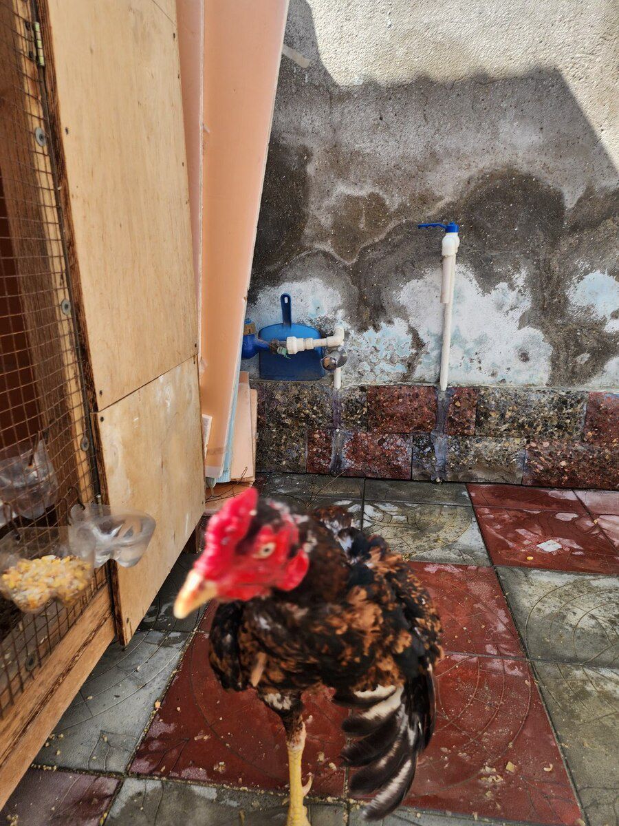 Heyratı — Quşlar, Bakı (8)
