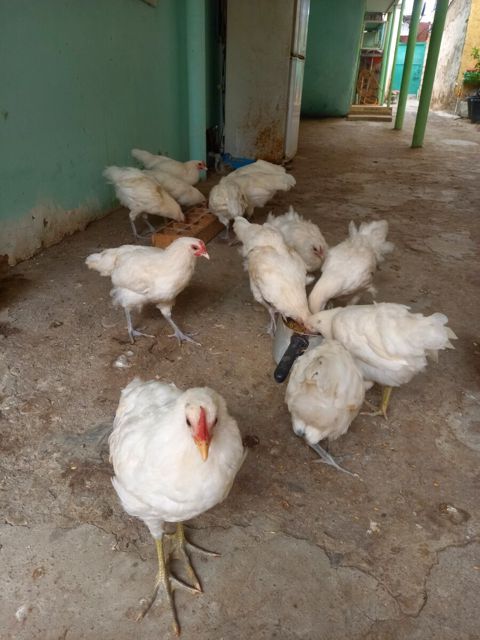 Avstralorp cücələri — Bakı