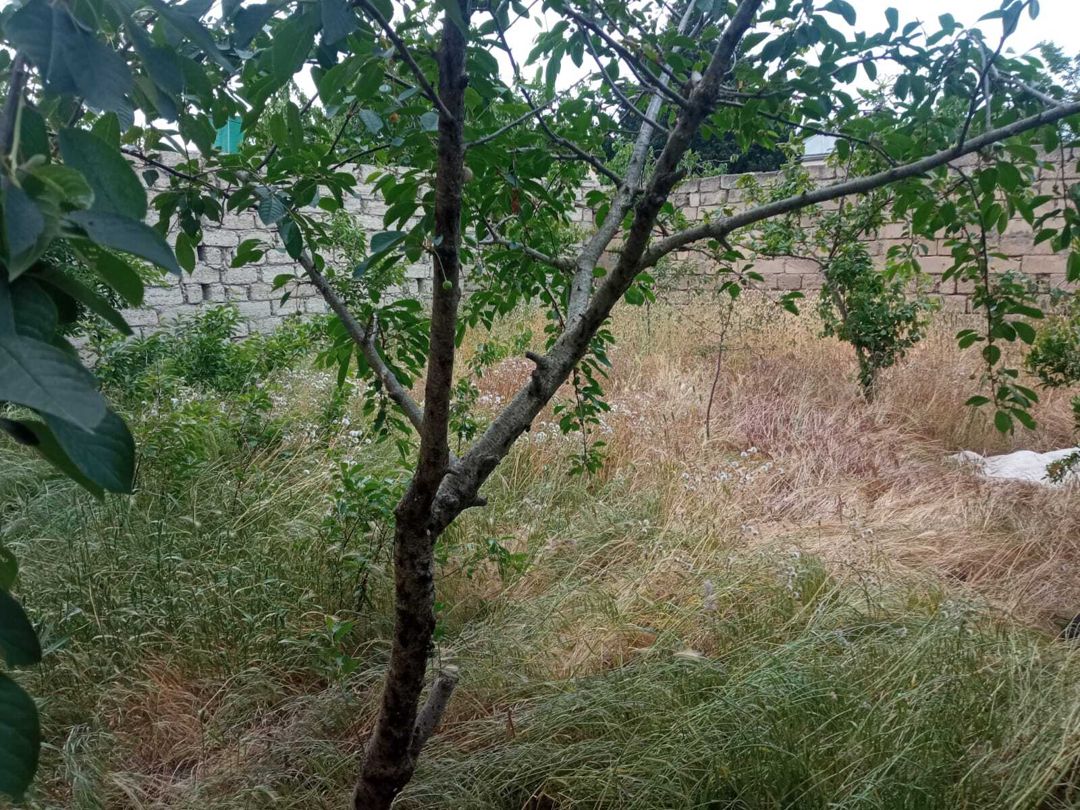 Satılır 3 otaqlı həyət evi/bağ evi 120 m² — Ev, villa, Bakı (3)