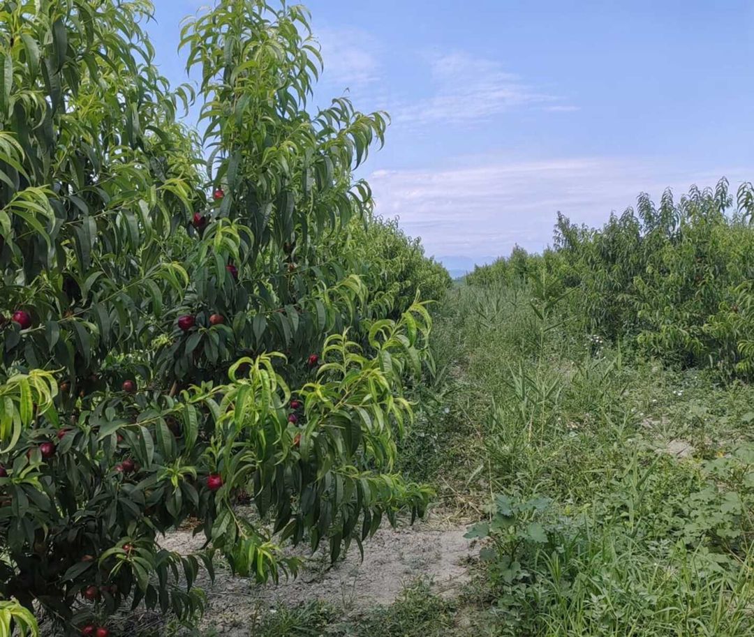320 sot torpaq sahəsi, Xaçmaz r — Torpaq, Xaçmaz (7)