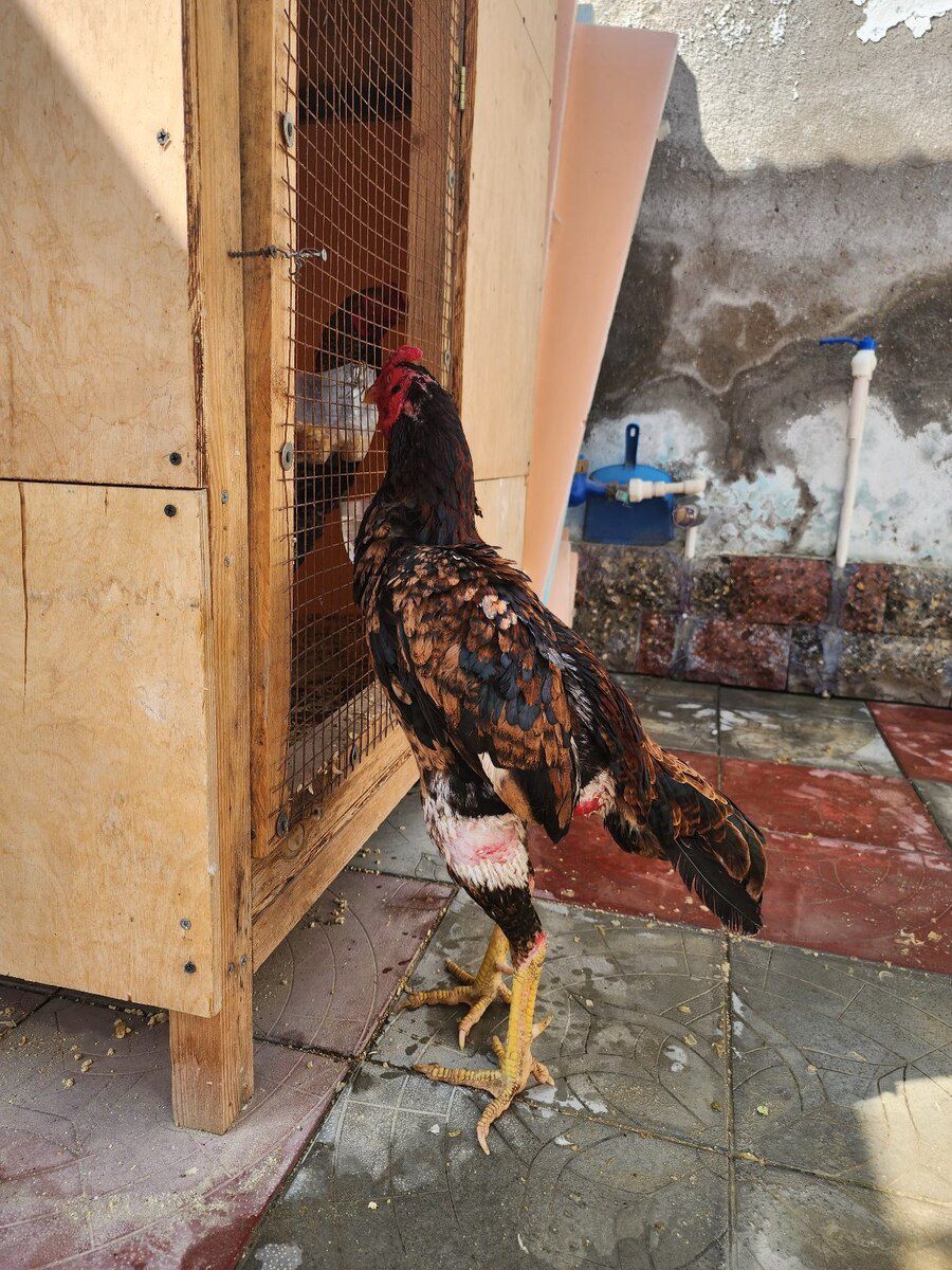 Heyratı — Quşlar, Bakı (4)