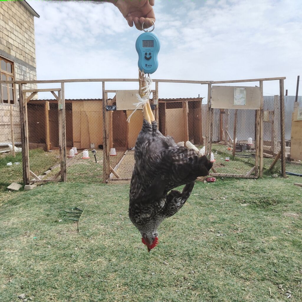 Toyuq, Damazlıq — Toyuq və xoruz, Hacıqabul (9)