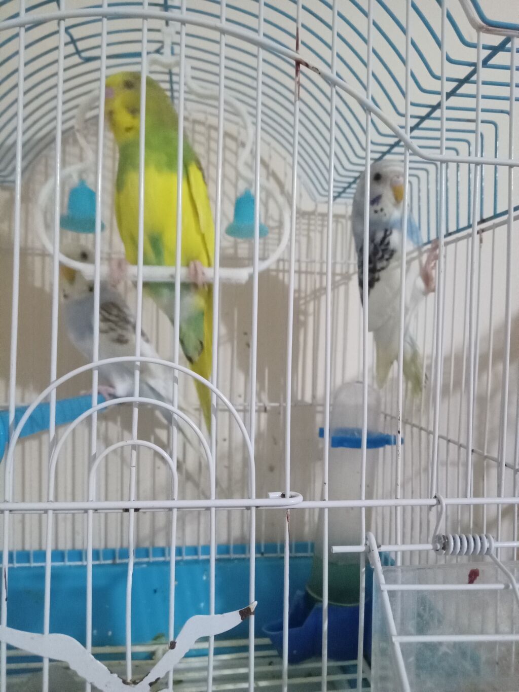 3 ayliq tut qusu balalari denesi 10 manat unvan Nardaran — Tutyun papağayı, Digah (2)