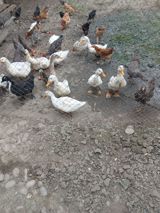 Toyuq, Damazlıq — Chickens and roosters