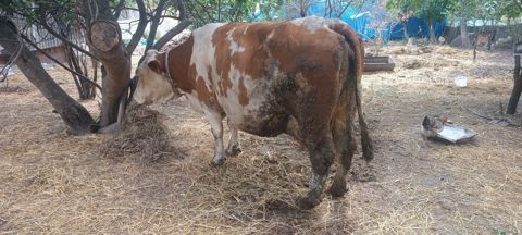 Simmental inək — İsmayıllı