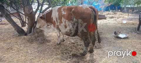 Simmental inək — İsmayıllı