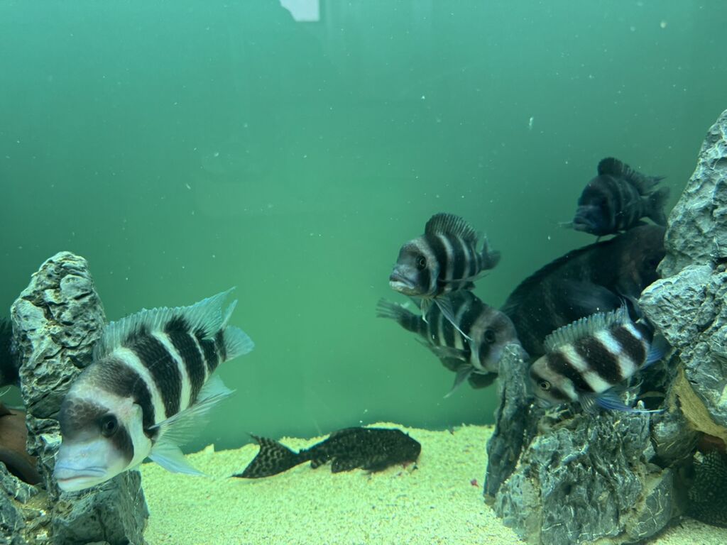 Məhsul: Akvaryum üçün Afrika siklidləri – Frontosa (Cyphotilapia — Akvariumlar və balıqlar, Bakı (5)