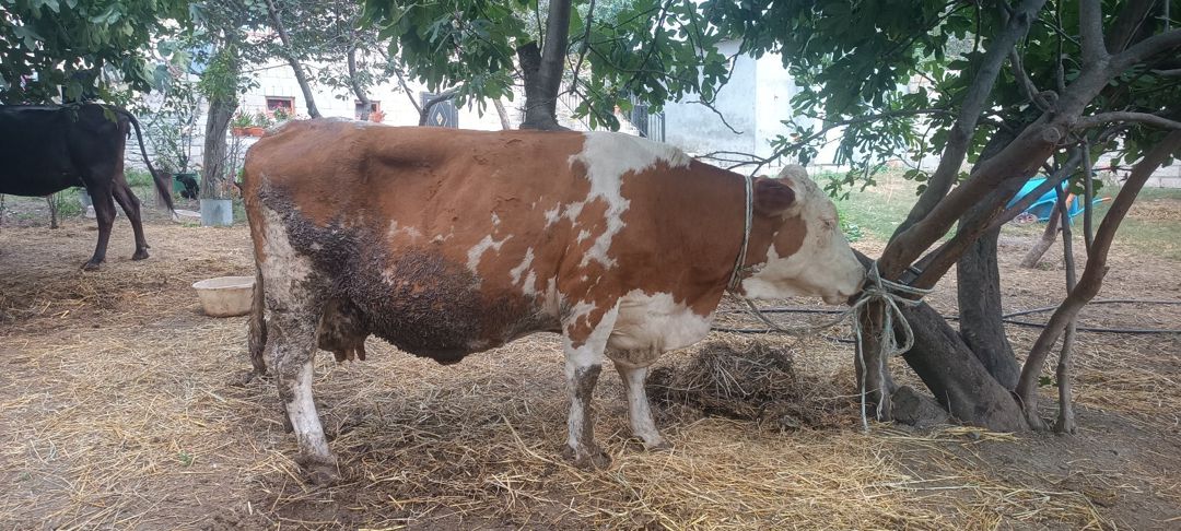 Simmental inək — Kənd təsərrüfatı heyvanları, İsmayıllı (2)