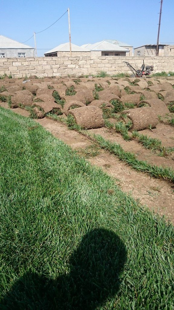 Qazon — Bitkilər, Bakı (3)