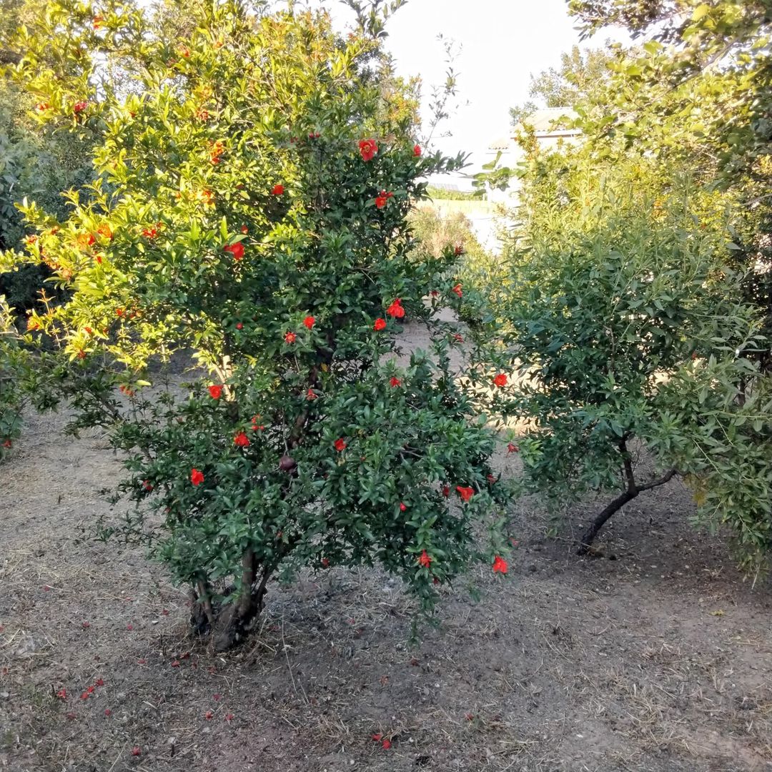 Satılır 3 otaqlı həyət evi/bağ evi 65 m² — Ev, villa, Bakı (3)