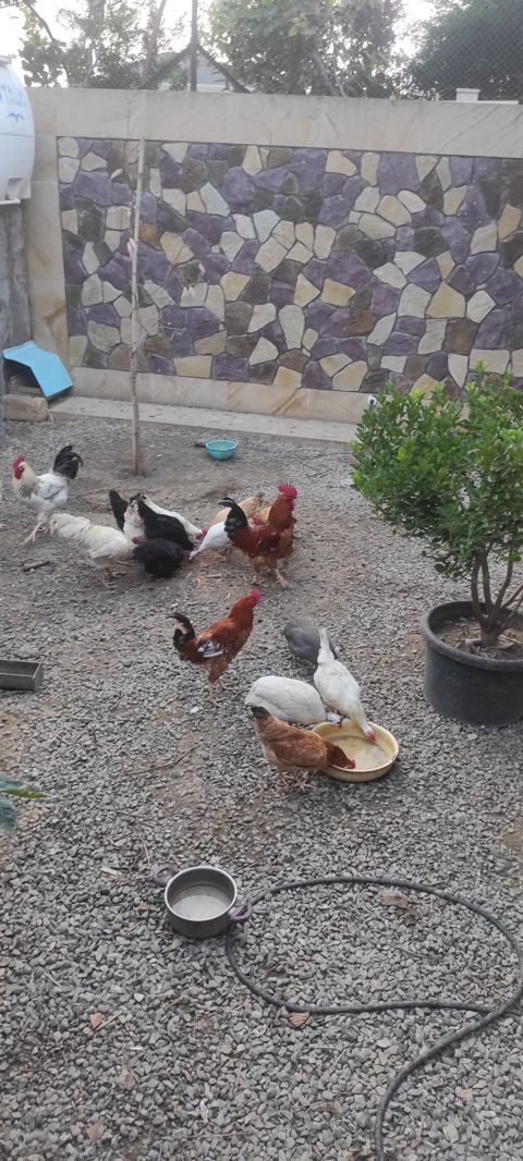 Toyuqlar yeni yumurtaya düşmüş cavan ferelerdi damazlıq saxlamaq üçün — Bakı