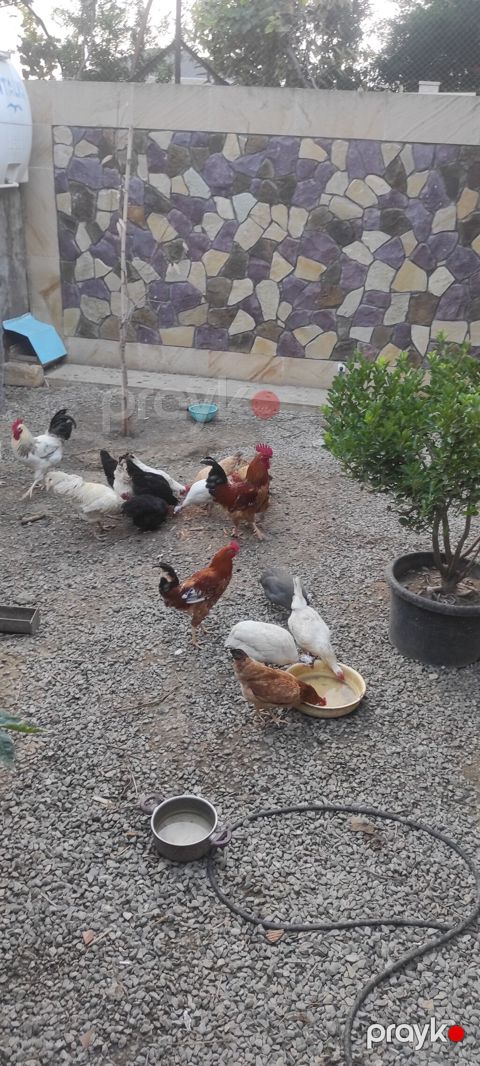 Toyuqlar yeni yumurtaya düşmüş cavan ferelerdi damazlıq saxlamaq üçün — Bakı