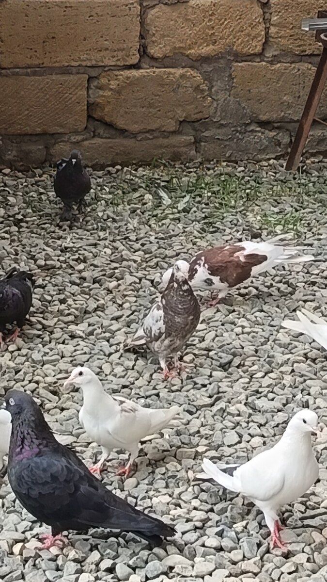 Göyərçin — Quşlar, Bakı (5)