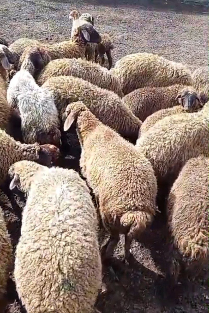 Bordaq quzular — Kənd təsərrüfatı heyvanları, Sumqayıt (2)
