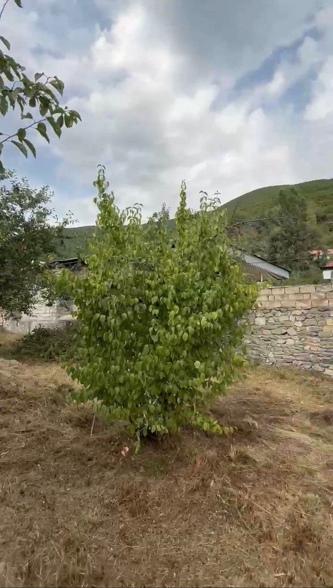 4 sot torpaq sahəsi, Şəki r — Torpaq, Şəki (4)