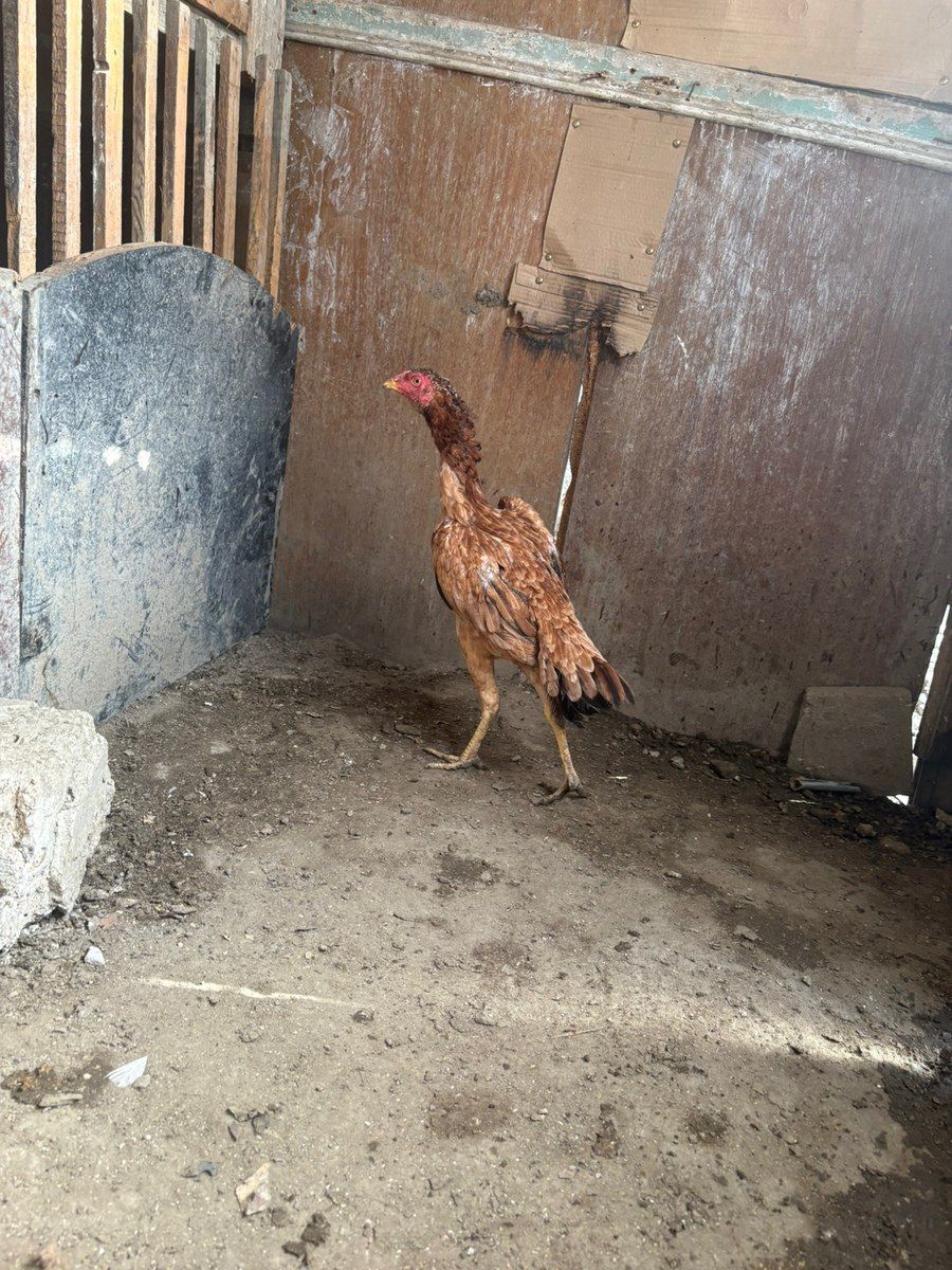 Heyratı fərə — Quşlar, Bakı (2)