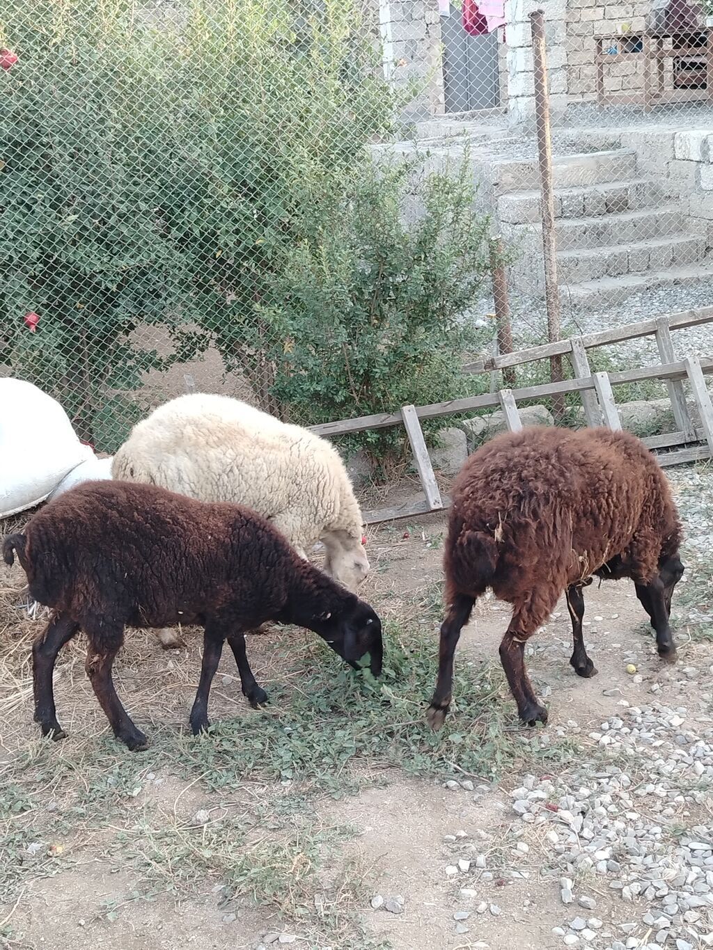 Satilir:birinci qarın dişi qoyun dişi balası 7 aylıq, birdene erkek — Kənd təsərrüfatı heyvanları, Digah (4)