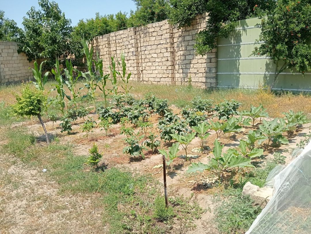 5.5 sot torpaq sahəsi, Novxanı qəs — Torpaq, Bakı (5)