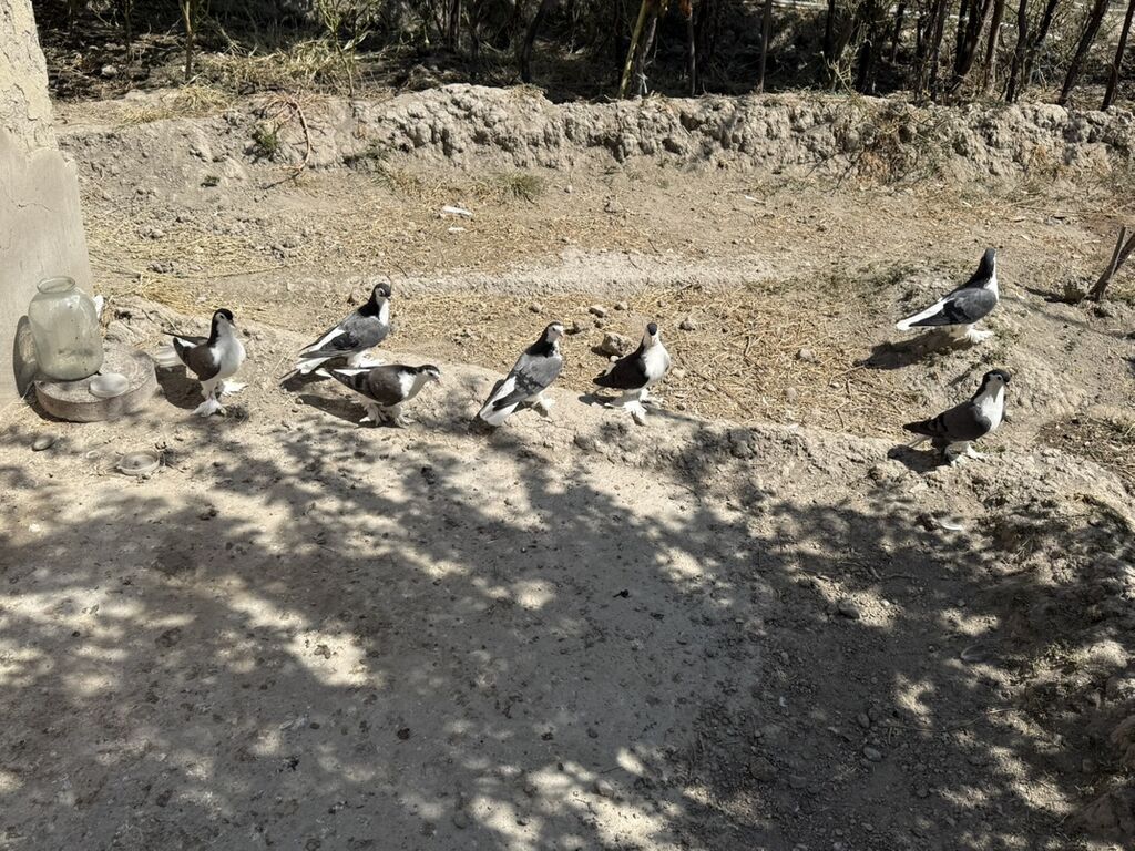 Dekorativ goyercinler satiiir ciddi alicilar yazsin. 26 dene qusdu — Göyərçin, Mingəçevir (2)