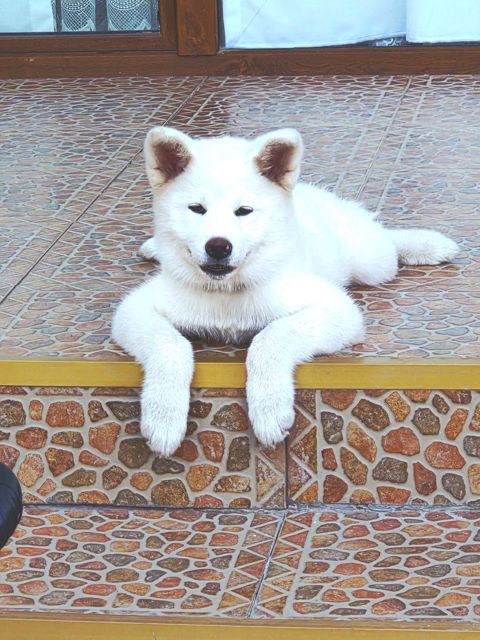 Akita-inu — Bakı
