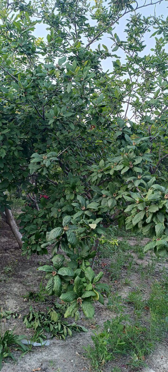5 sot torpaq sahəsi, Saray qəs — Torpaq, Bakı (6)