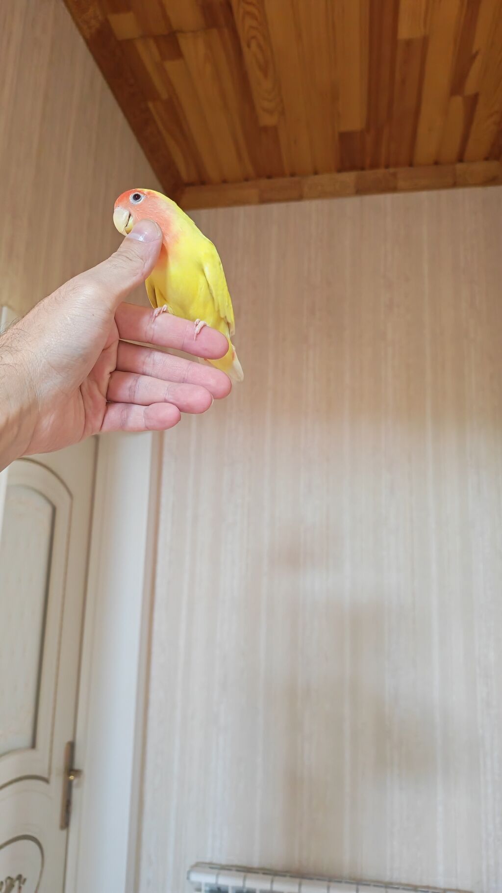 Məhsul: Sevimli papuqay – Agapornis (Lovebird) növü, sarı gövdə və — Tutyun papağayı, Digah (3)