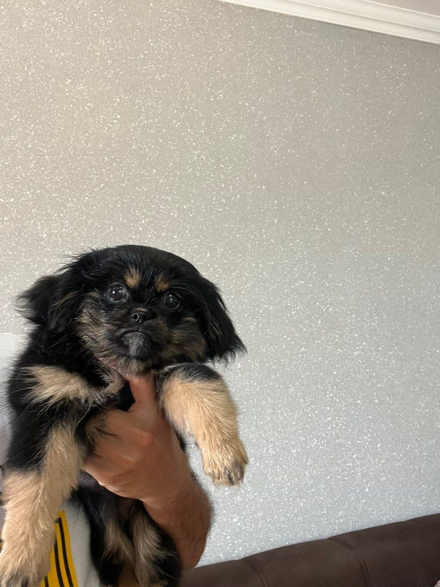 Pekines balası — Köpəklər, Bakı (7)