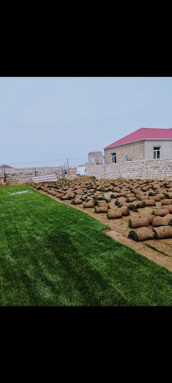Qazon — Bitkilər, Bakı (11)