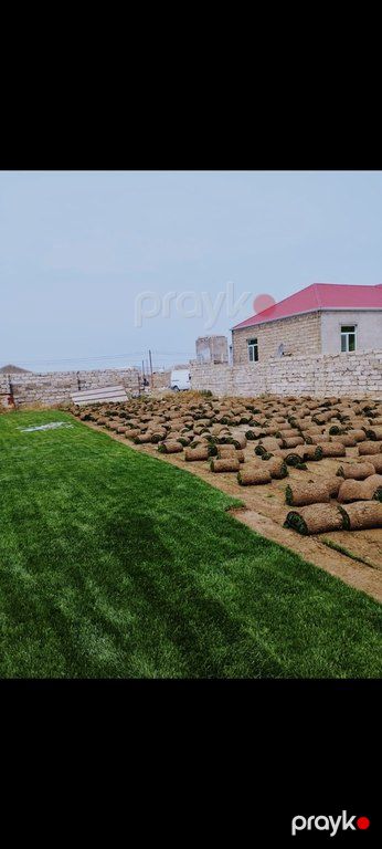 Qazon — Bitkilər, Bakı (11)