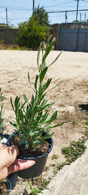 Lavanda — Bitkilər, Bakı (3)