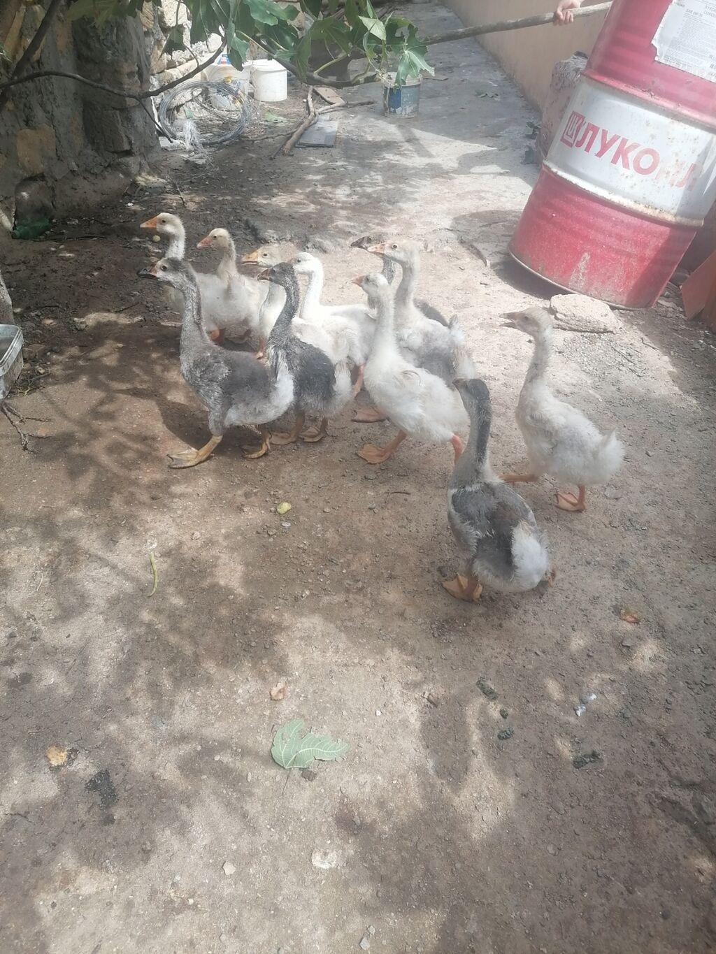 Dişi, Linda, Damazlıq, Ünvandan götürmə, Ödənişli çatdırılma — Digərləri, Novxanı (5)