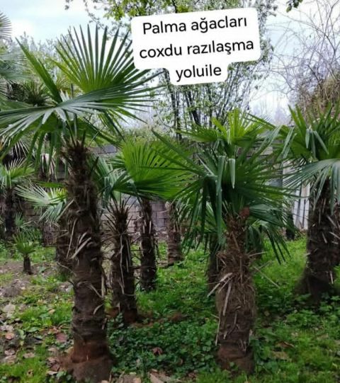 Palma ağacı — Lənkəran