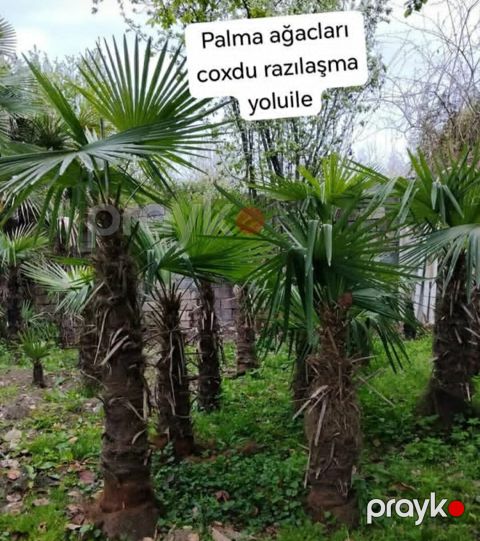 Palma ağacı — Lənkəran