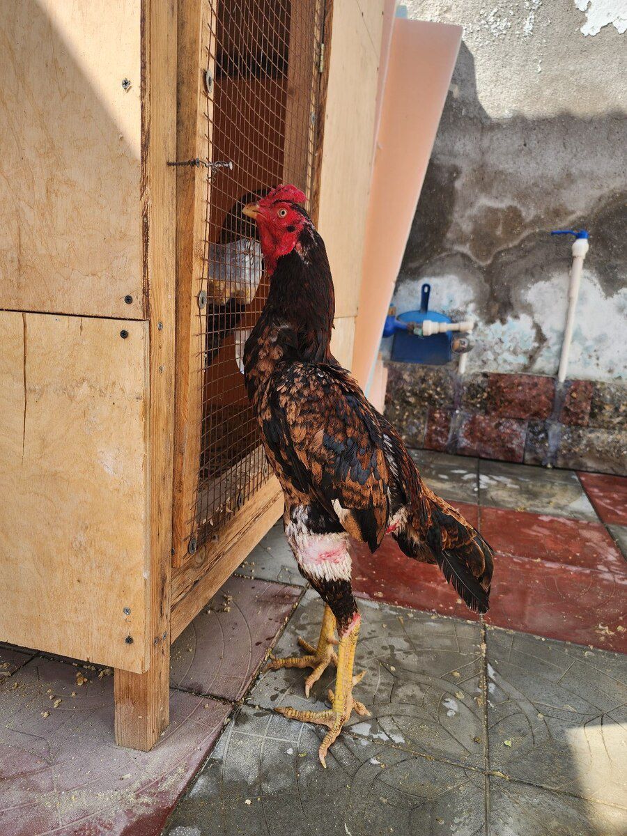 Heyratı — Quşlar, Bakı (5)