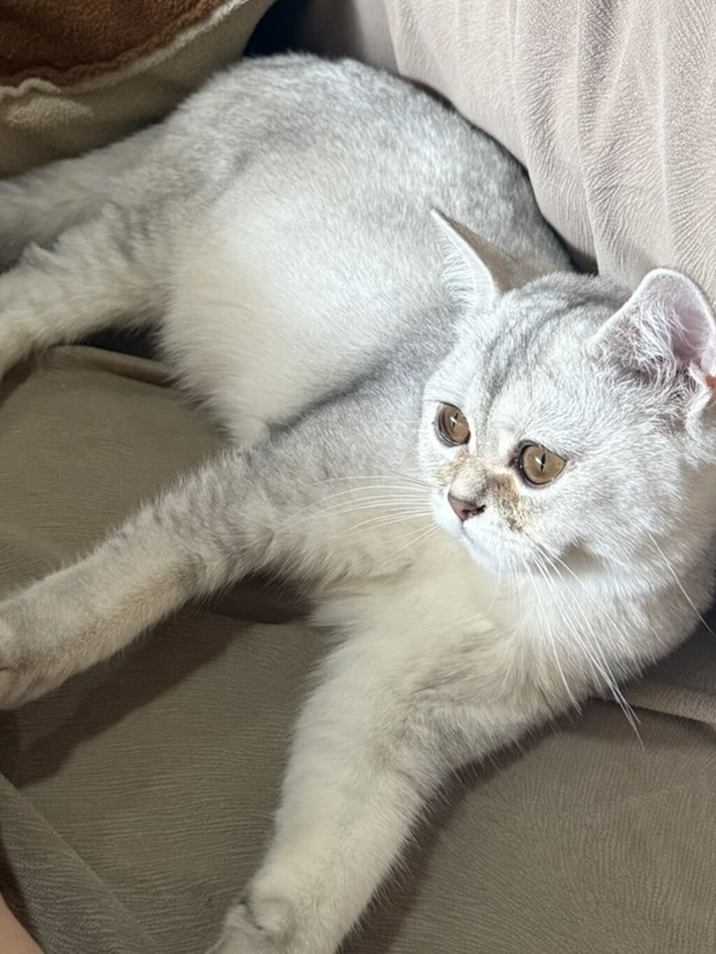 Şinşilla, Dişi, Yaxşı əllərə — Pişiklər, Bakı