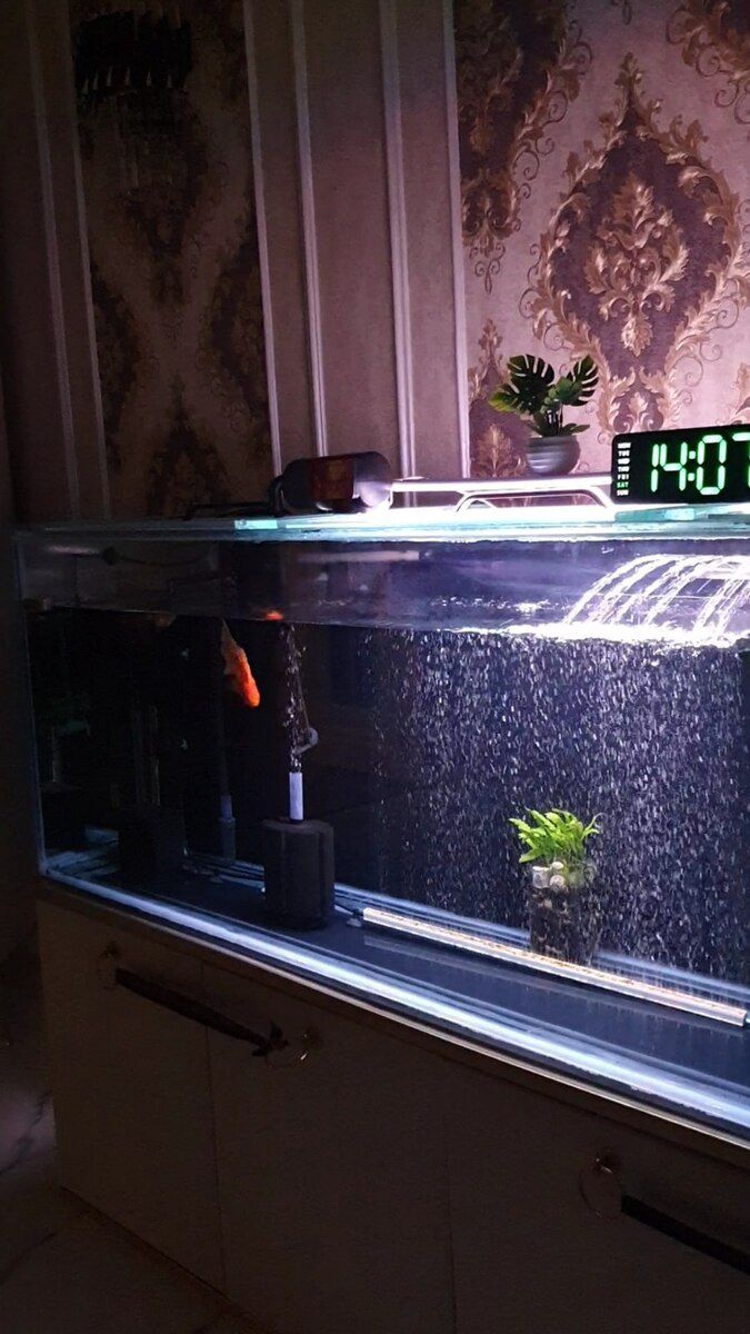 Akvarium — Akvariumlar və balıqlar, Gəncə (3)