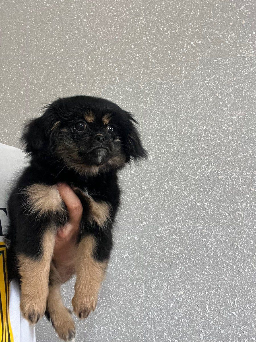 Pekines balası — Köpəklər, Bakı (8)