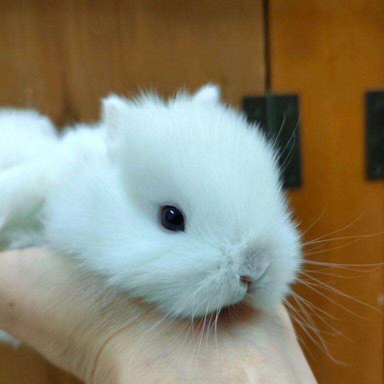 Mini lop dovşanlar — Dovşanlar, Xırdalan (11)