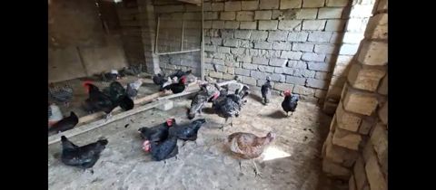 Toyuq, Damazlıq, Ünvandan götürmə