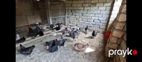 Toyuq, Damazlıq, Ünvandan götürmə — Digah