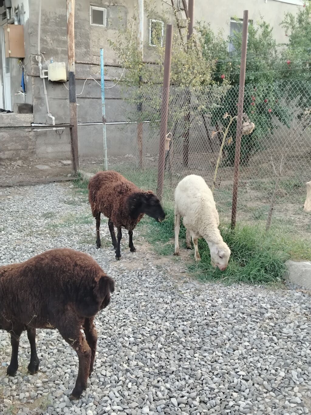 Satilir:birinci qarın dişi qoyun dişi balası 7 aylıq, birdene erkek — Kənd təsərrüfatı heyvanları, Digah (3)
