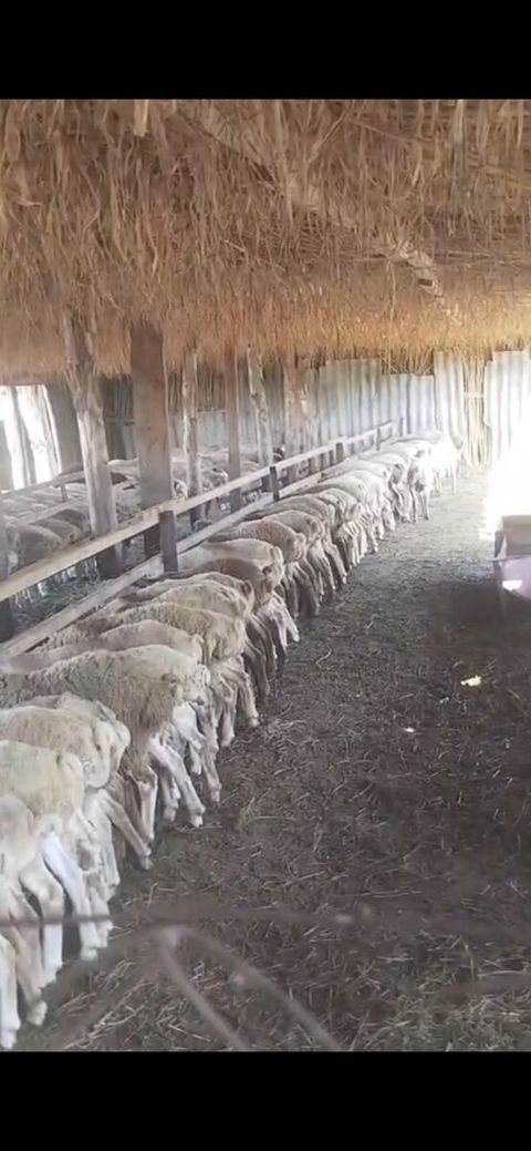 Quzular — Sumqayıt